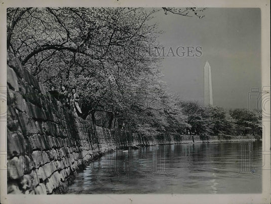 1937 Tidal Basin Washington Monument Japanese Cherry Blossoms - Historic Images