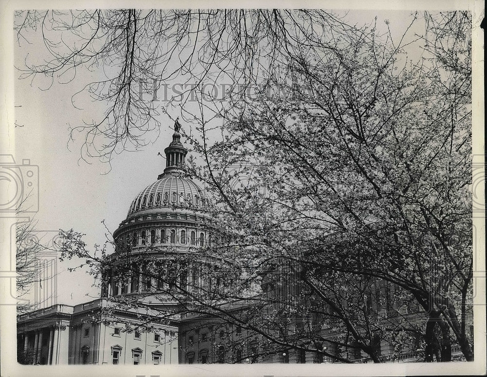 1936 Capitol Building Washington D.C. Japanese Cherry Blossoms - Historic Images