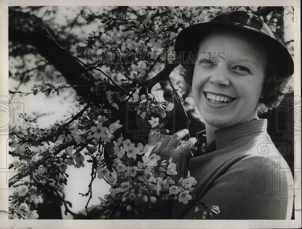 1937 Tourist Among The Japanese Cherry Blossoms In Washington D.C. - Historic Images