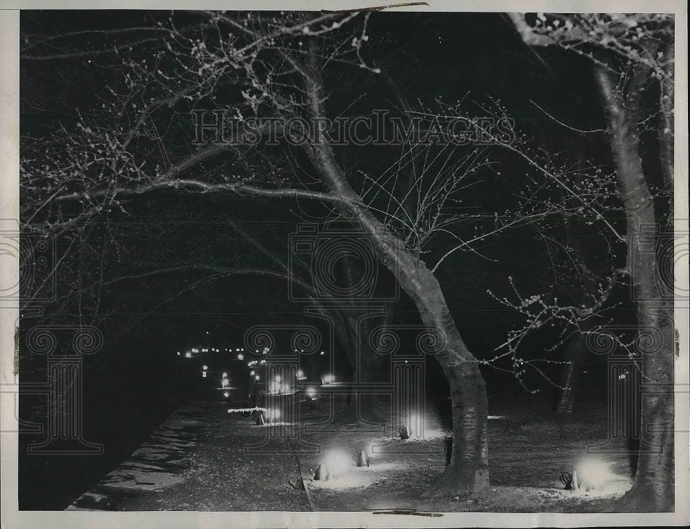 1937 Workers Tend Smudge Pots Japanese Cherry Blossoms Tidal Basin - Historic Images