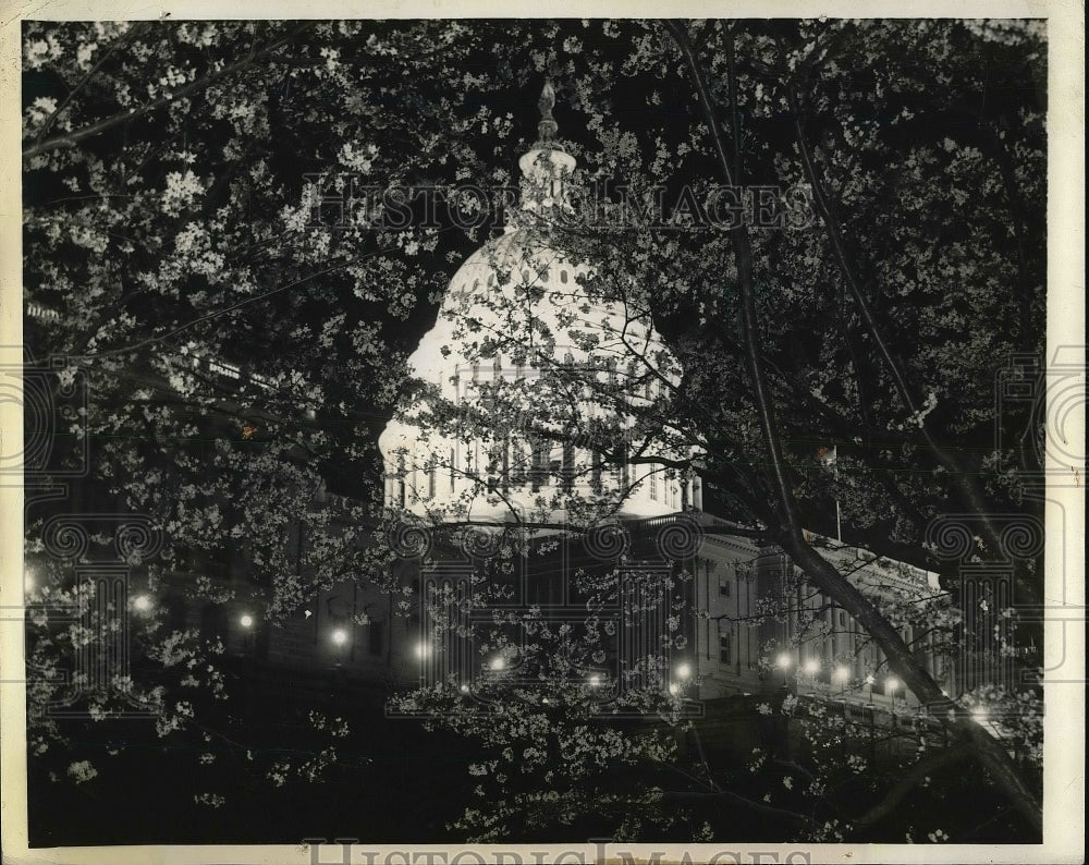 1936 View Of Japanese Cherry Blossoms At Nation&#39;s Capitol - Historic Images