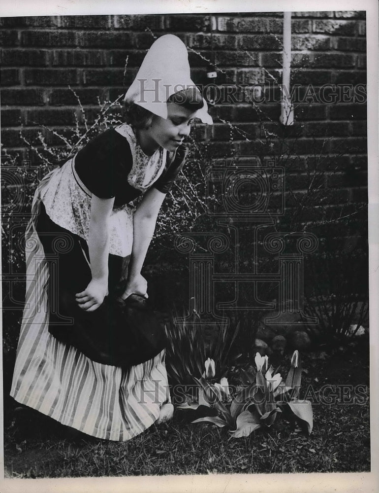 1949 Press Photo Girl  in costume looked at the tulips in Willard Witchers Yard. - Historic Images
