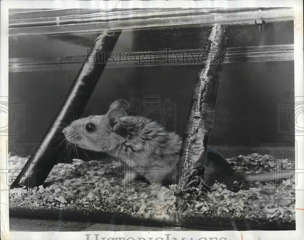 1969 Rat in a cage at Wire Assn testing at M& T Chemical Co. - Historic Images