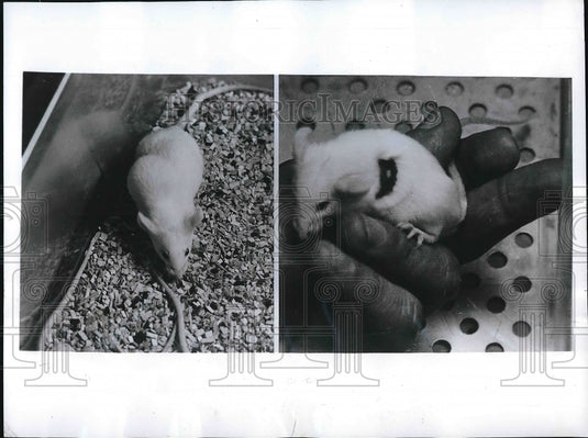 1969 Press Photo Mouse with tumor treated with poly I:C - nea97747 - Historic Images