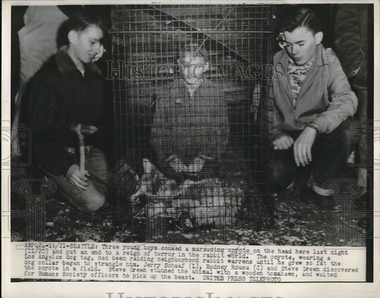 1953 Press Photo 3 Young Boys Knock Out Coyote - Historic Images