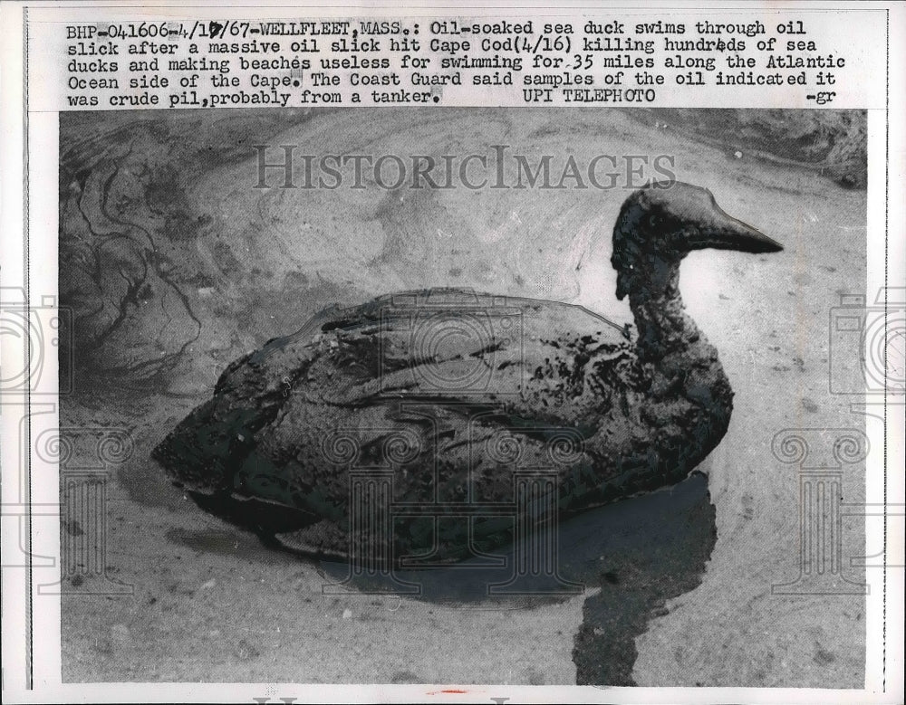 1967 Oil Soaked Sea Duck in Massachusetts  - Historic Images