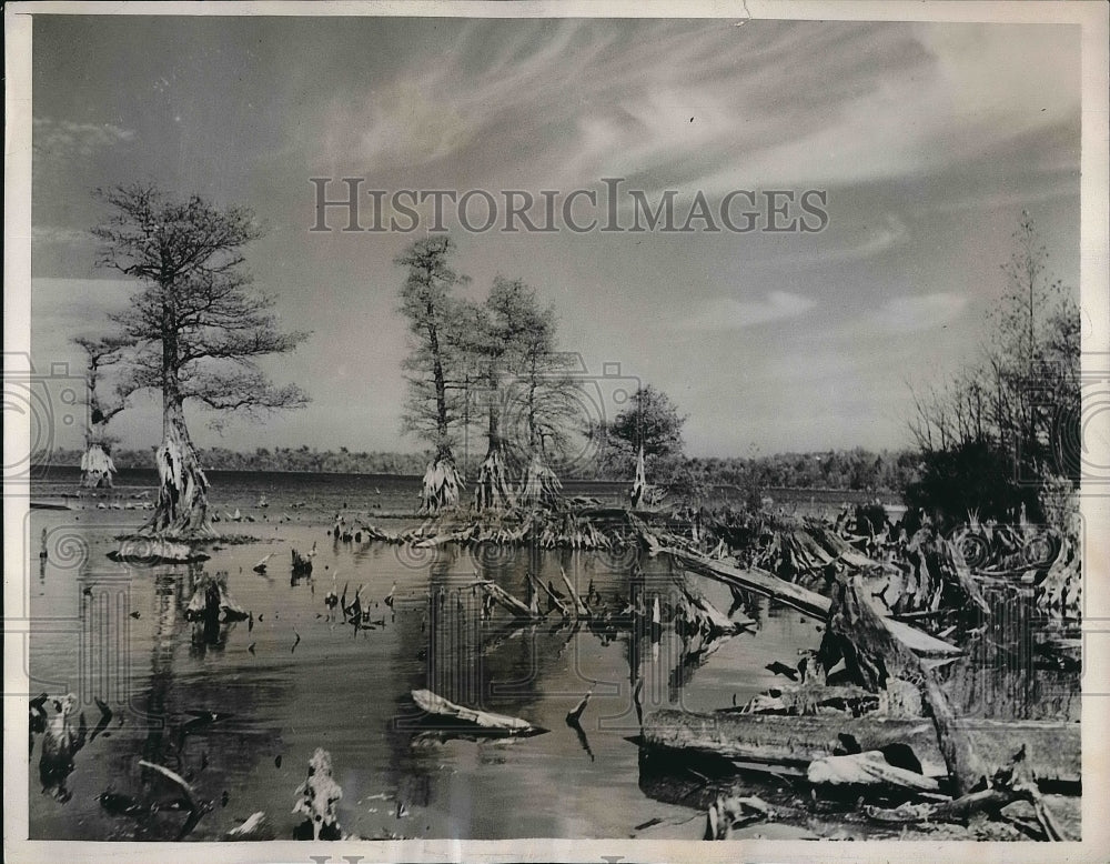 1938 View of the queer growth of the Cypress trees at Lake Drummond - Historic Images