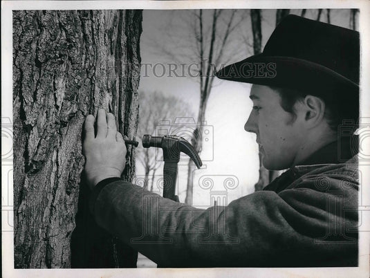 1969 Maple Syrup Season Burton Ohio  - Historic Images