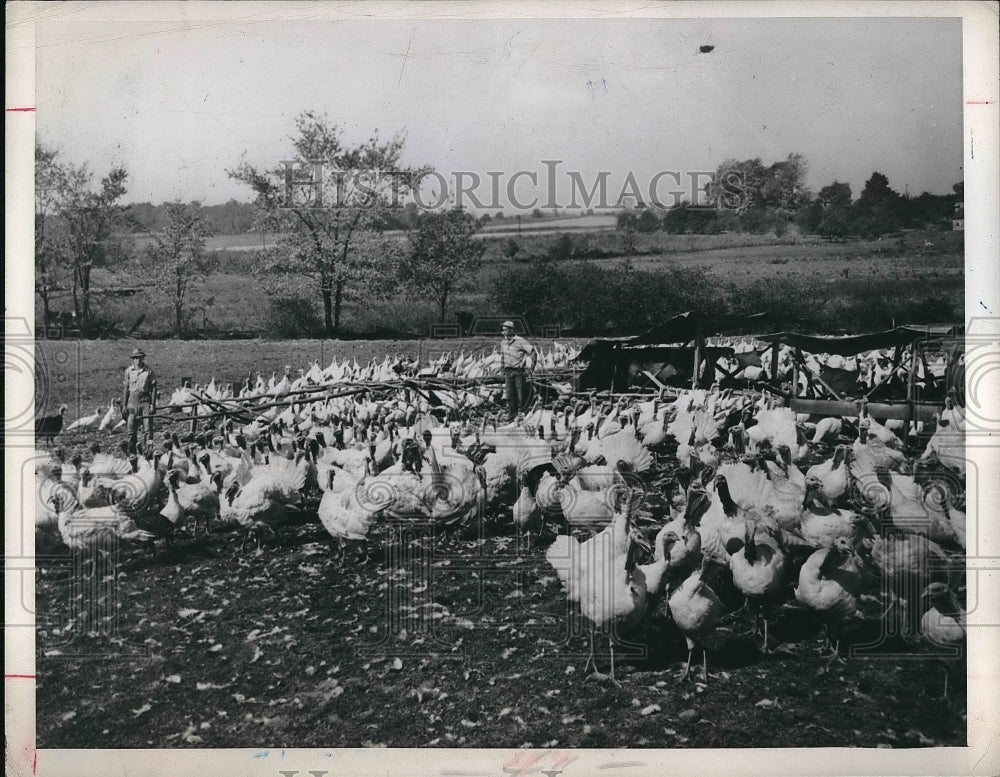 1946 Press Photo Flock of Thanksgiving turkeys at Akron, Ohio farm - nea99249 - Historic Images