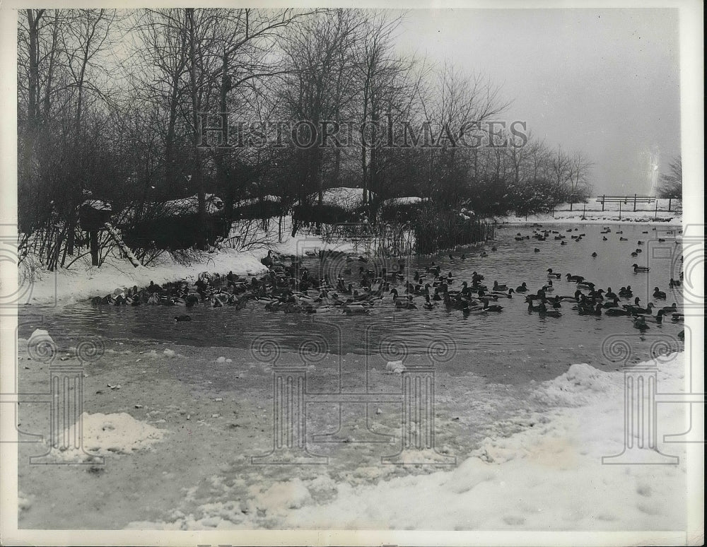 1935 Migratory Fowl on Lincoln Park Lake During Winter Weather - Historic Images