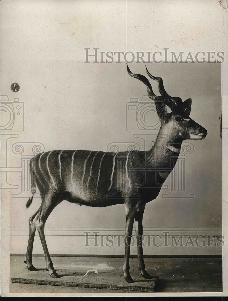 Press Photo Lesser Kuder Deer-Historic Images