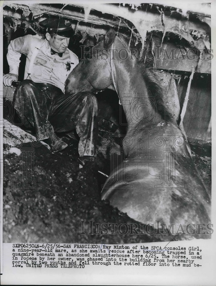 1956 Press Photo Ray Minton of the SPCA rescuing a horse - Historic Images