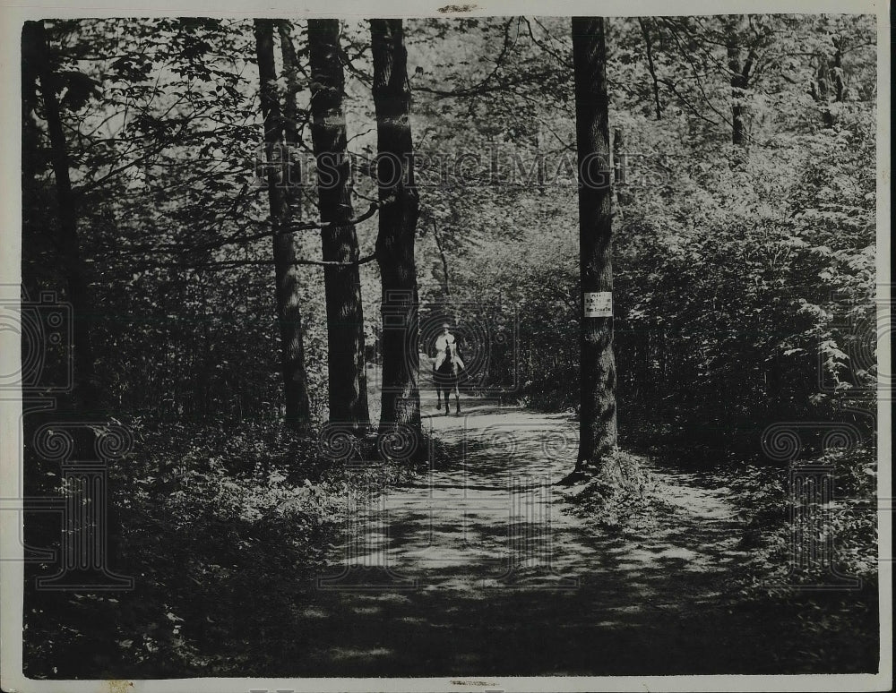 1930 View Of Horse & Rider Riding In Forest - Historic Images