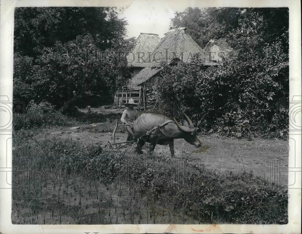 1942 Press Photo Native Plows helped farmer in Bataan Peninsula Luzon Island. - Historic Images