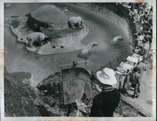 1960 Press Photo Painting Contest at the Rome Zoo. - Historic Images