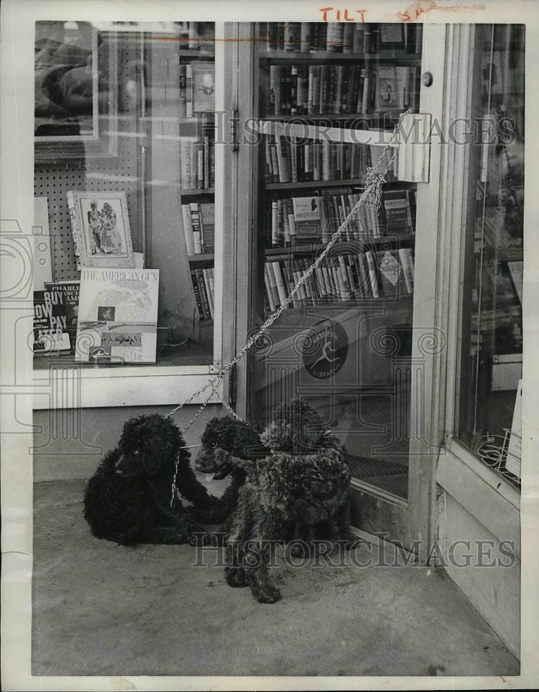 1961 Press Photo Dogs belonging to William Boxley outside a Boston Bookstore - Historic Images