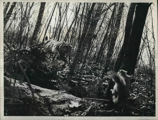 1939 Press Photo A wildcat jumps at a squirrel - Historic Images