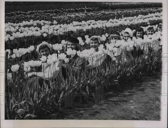 1949 Holland, Mich. Dutch garbed girls in tulip fields - Historic Images