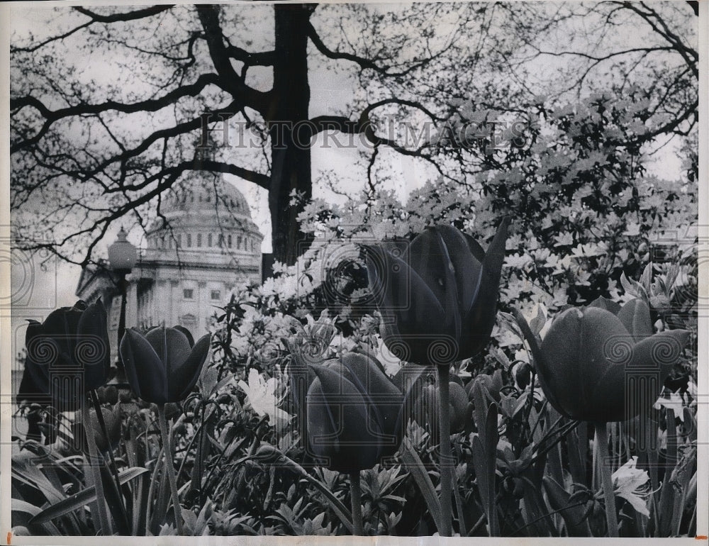 1969 Press Photo Tulips in bloom at Wash. D.C. Capitol - neb02092 - Historic Images