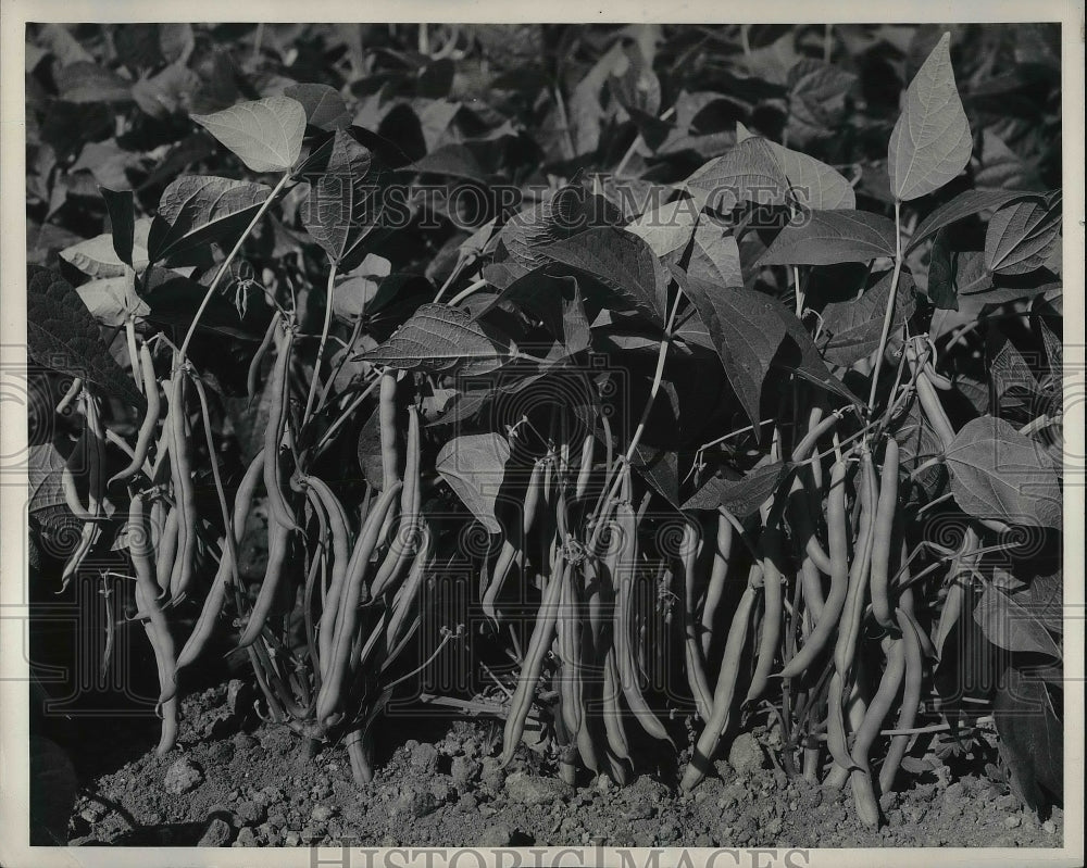 1950 Press Photo String Beans - Historic Images