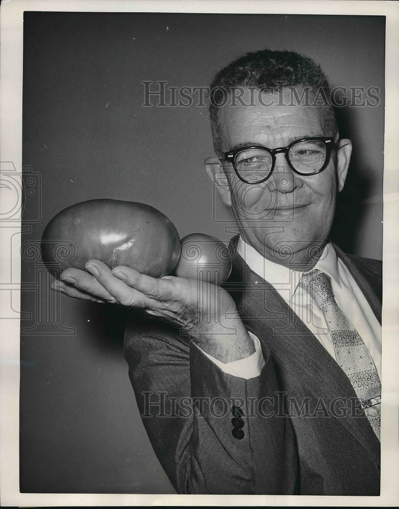 1961 Press Photo Charles Davis showing off the 3 lb. tomato he grew - Historic Images