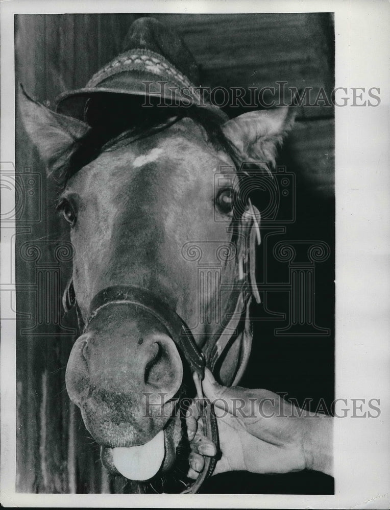 1964 Press Photo Race Horse &quot;Robert the Roue&quot; - Historic Images