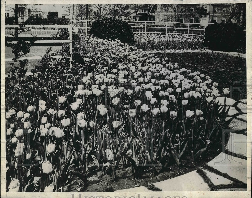 1931 Press Photo Garden Planting of Darwin and Breeder Tulips - Historic Images