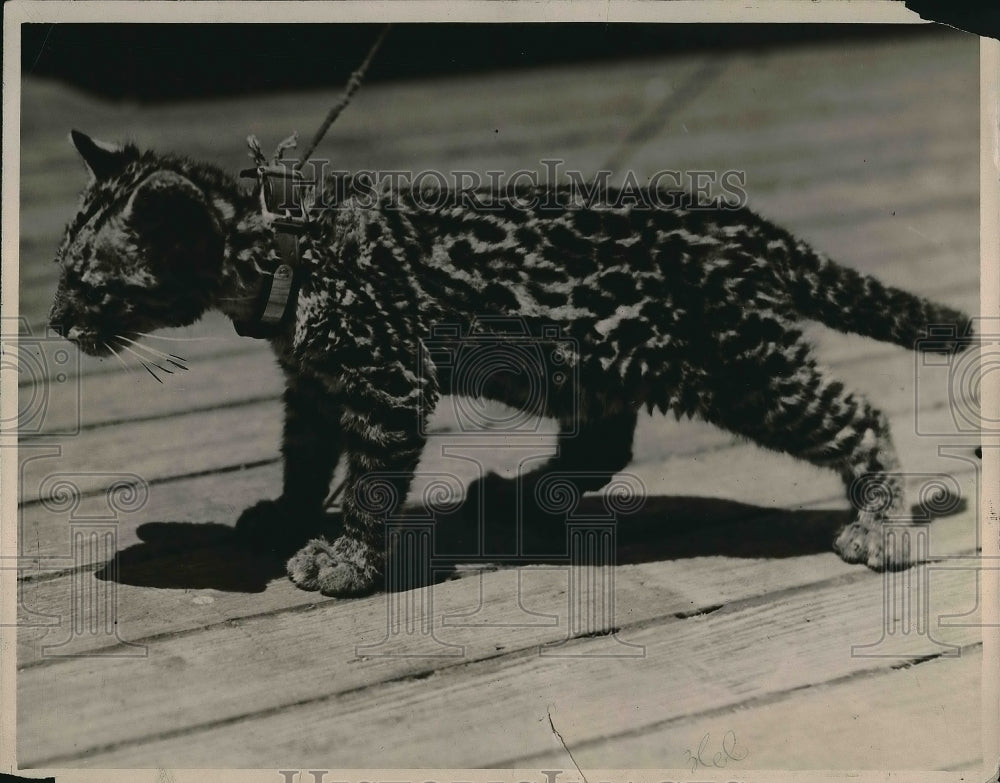 1922 Press Photo Wildcat - Historic Images