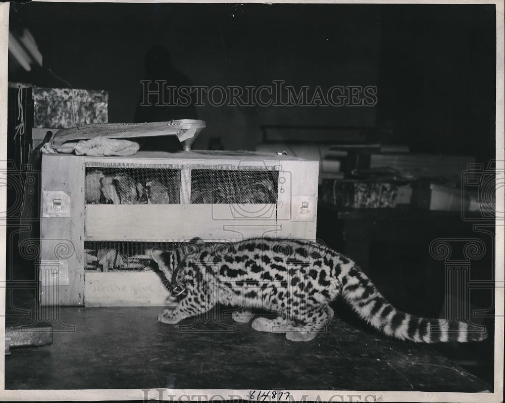 1946 Press Photo Baby Leopard Watches Canaries in Cage - Historic Images