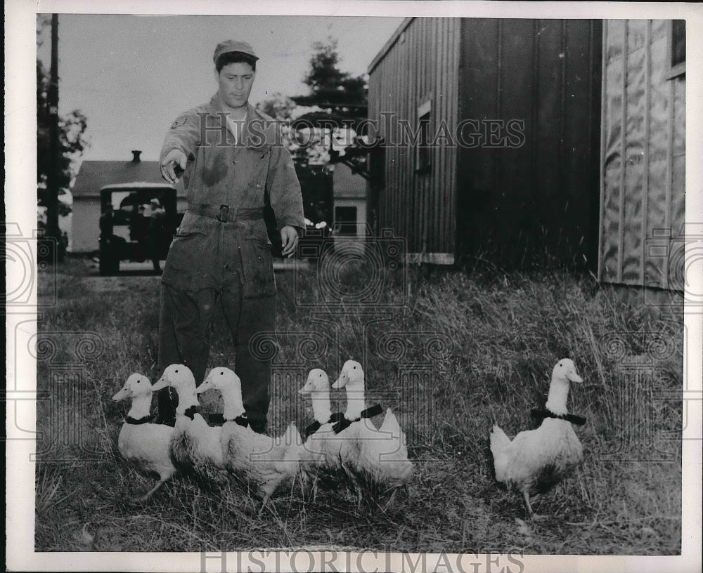 1953 Press Photo Six Pet Ducks Sgt Emil Giachettto - Historic Images