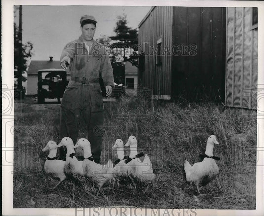 1953 Press Photo Six Pet Ducks Sgt Emil Giachettto - Historic Images