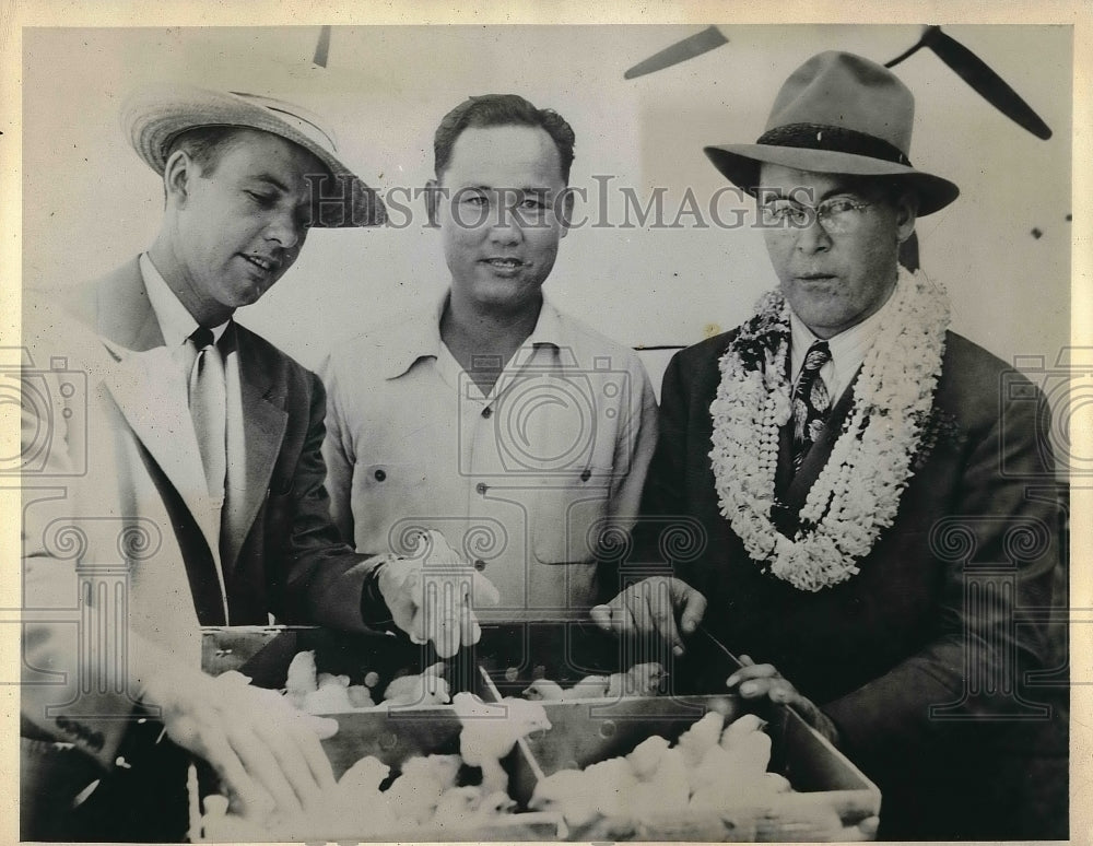 1945 Press Photo Donald Blum, Mikio Asagi, John E. Perry, with leghorn chicks - Historic Images