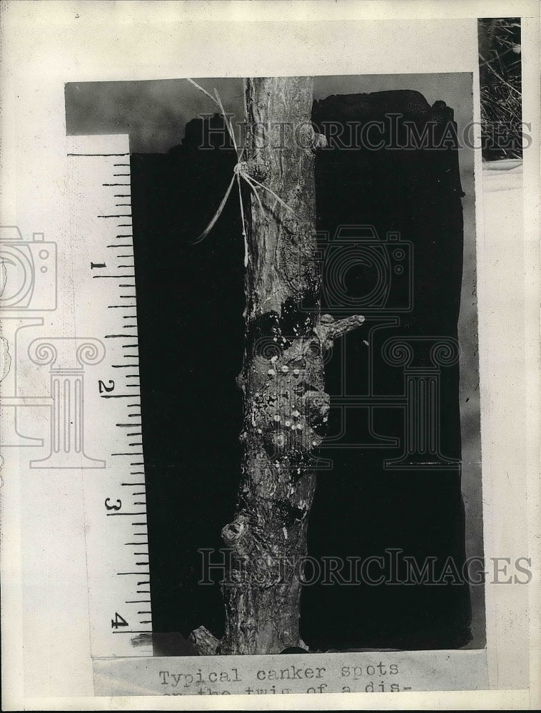 1928 typical canker spots on twig  - Historic Images