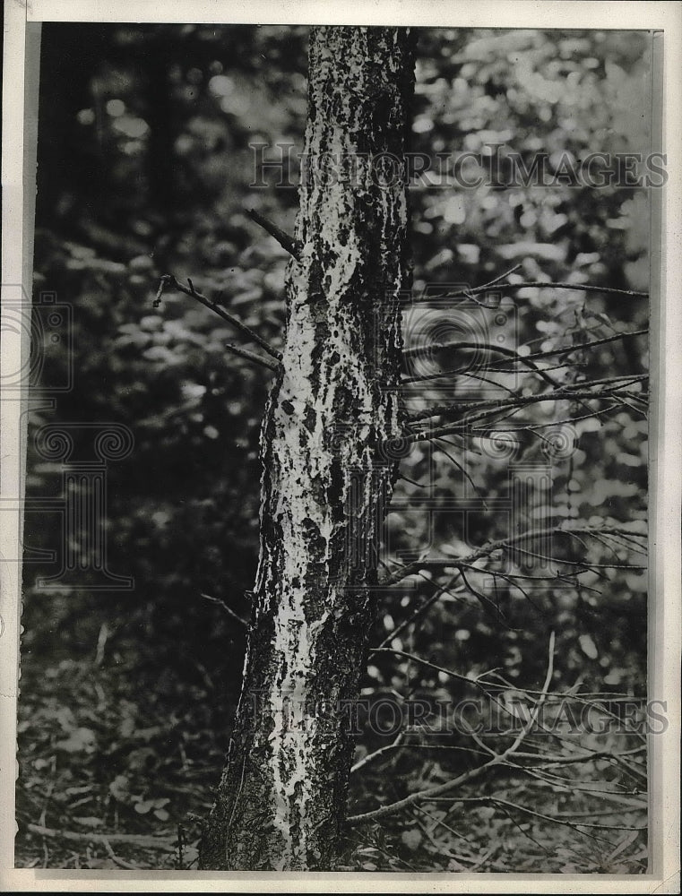 1928 Press Photo a Douglas Fir tree infected with larch canker - Historic Images