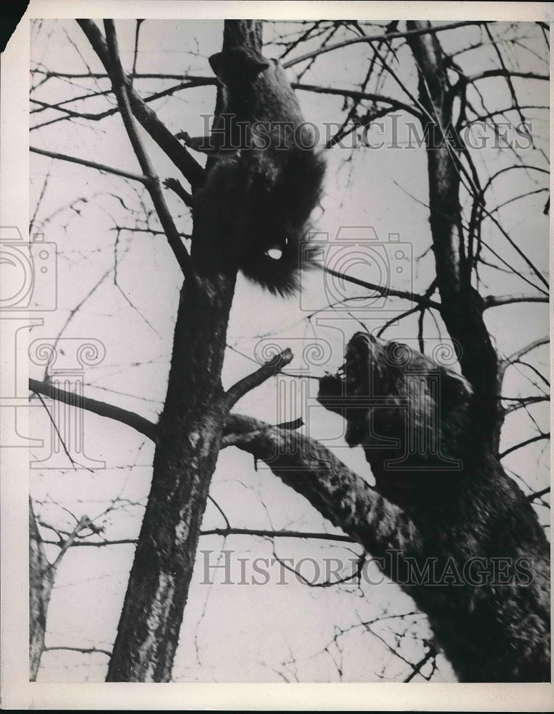 1940 Press Photo Wildcat and Squirrel - Historic Images