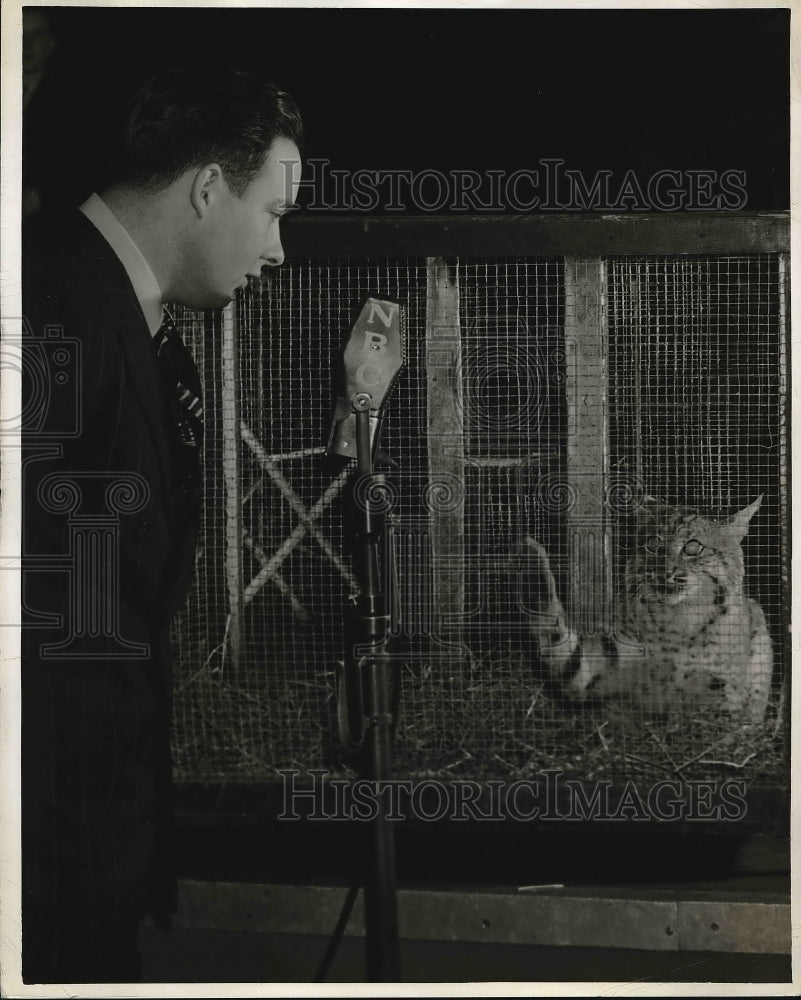 1940 Press Photo An announcer with a Wildcat - Historic Images