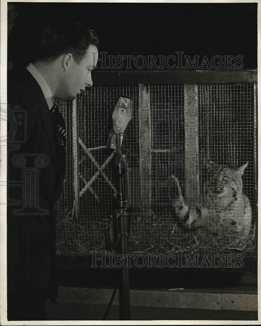 1940 Press Photo An announcer with a Wildcat - Historic Images