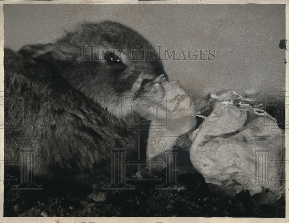 1937 Press Photo Lettuce rabbits weakness Farmer Brown - Historic Images