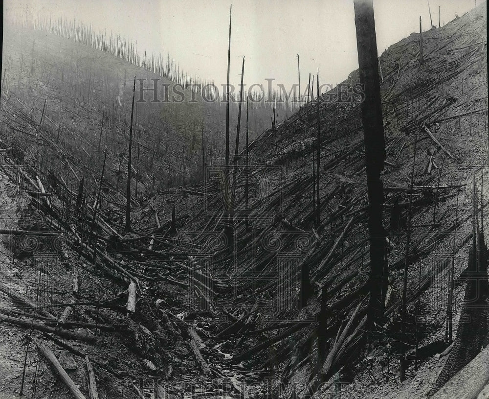 1935 Effects of Hurricane and Fire in Coeur d&#39;Alene National Forest - Historic Images