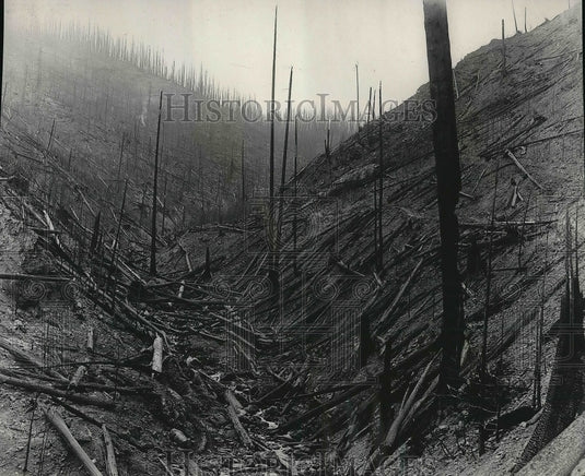 1935 Effects of Hurricane and Fire in Coeur d'Alene National Forest - Historic Images