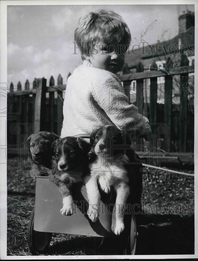 1963 Press Photo 20-month-old Matthew Skingley gives puppies a lift in his - Historic Images