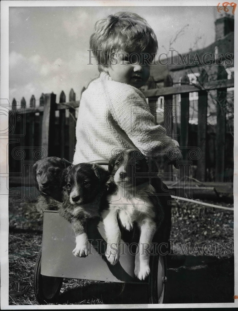 1963 Press Photo Matthew Skingley gives puppies a lift in his tri-cart - Historic Images