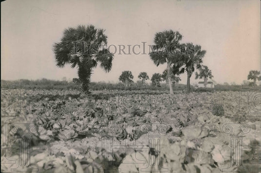 1920 Press Photo Field of Plants with Palm Trees - Historic Images