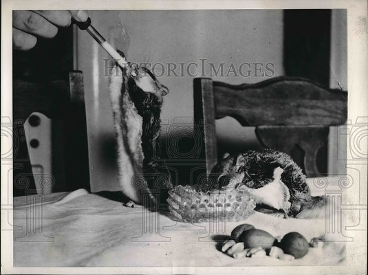 1946 Press Photo Two Flying Squirrels Nursed by Eye Dropper by William C. Linton - Historic Images