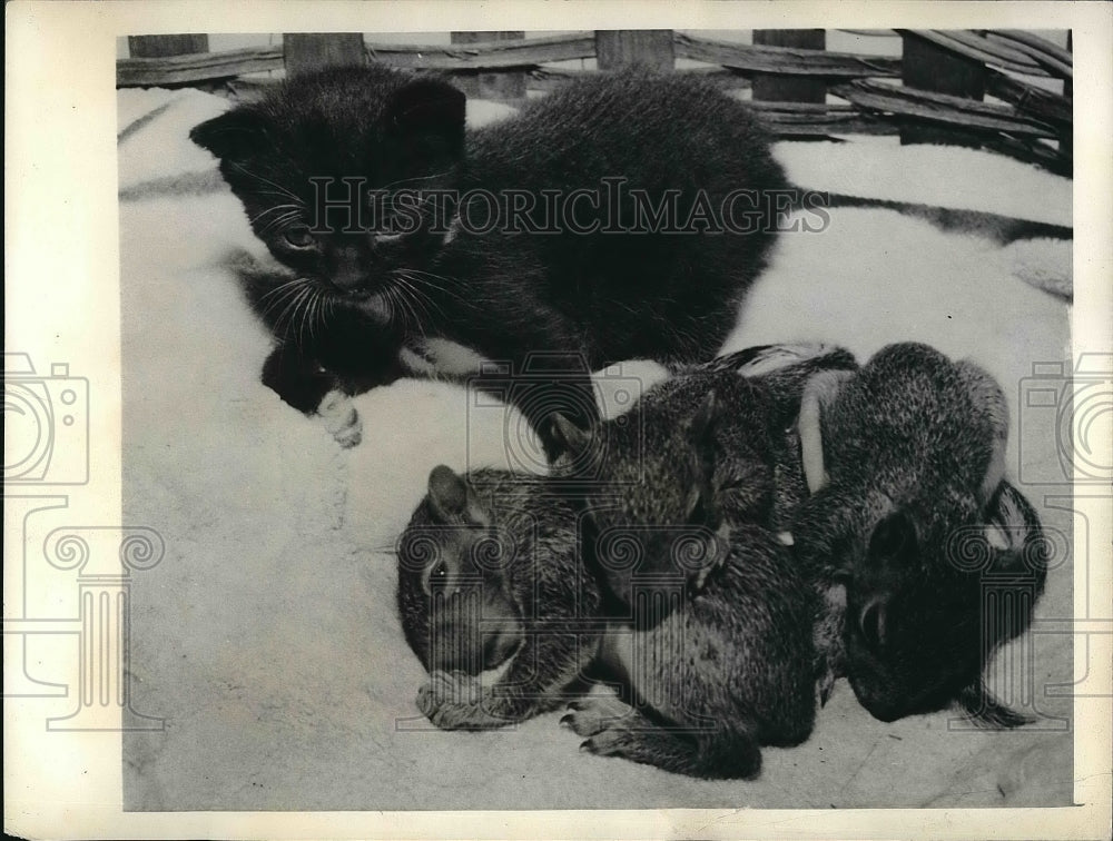 1943 Press Photo Baby Squirrels with a Kitten Adopted by Mrs. William Ade - Historic Images