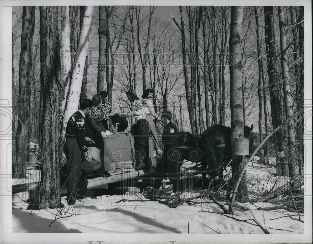 Press Photo People With Horses Gathering Maple Syrup - Historic Images