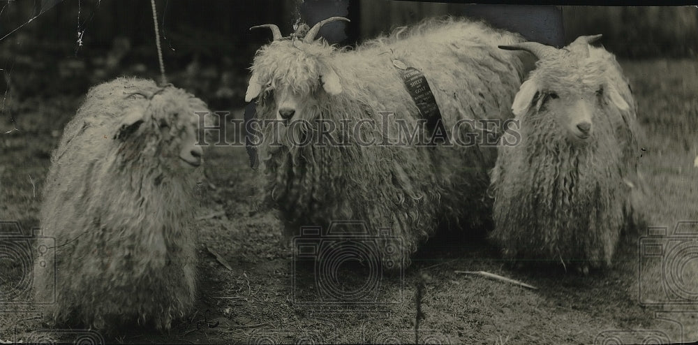 1926 Press Photo Goats with long hair. - Historic Images