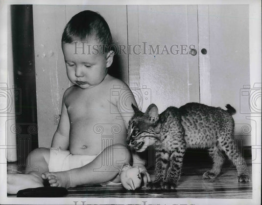 1951 Press Photo Red Headed Johnny HAnsel Jr. from Texas play with Bobcat-Historic Images