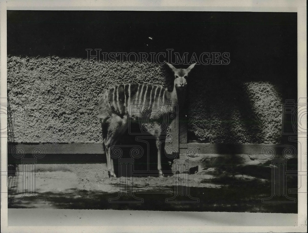 1928 Press Photo The Nyala, seldom captured African Antelope - Historic Images