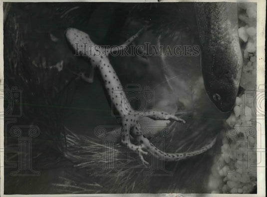 1937 Press Photo A Newt swims to surface of water - Historic Images